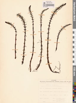 MAG 0003830