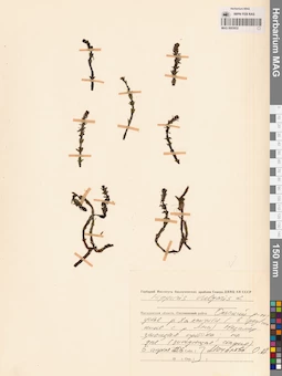 MAG 0003832