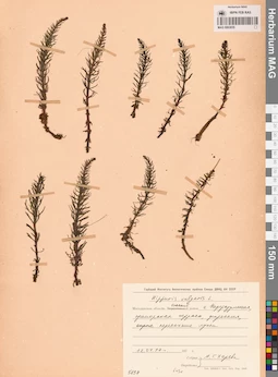 MAG 0003835