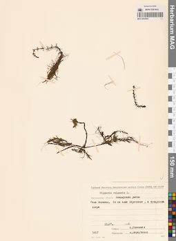 MAG 0003854
