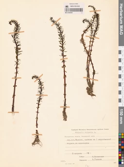MAG 0003855