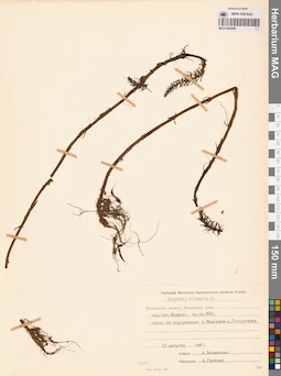 MAG 0003856
