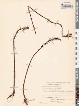 MAG 0003857