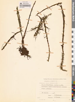 MAG 0003859