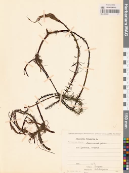 MAG 0003861