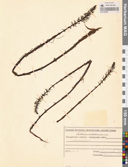 MAG 0003862