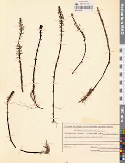 MAG 0003863