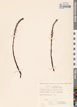 MAG 0003865