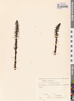 MAG 0003867