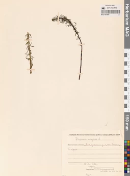 MAG 0003868