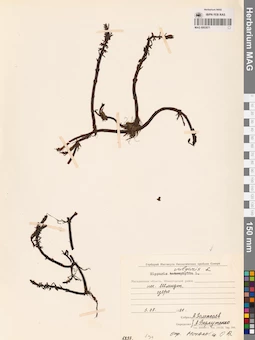 MAG 0003871
