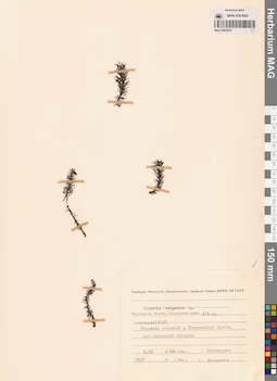 MAG 0003879