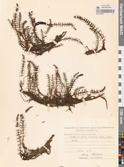MAG 0003881