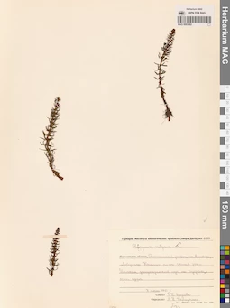 MAG 0003882