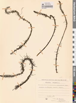 MAG 0003883