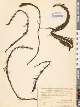 MAG 0003889