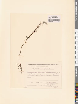 MAG 0003890