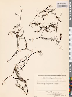 MAG 0003891