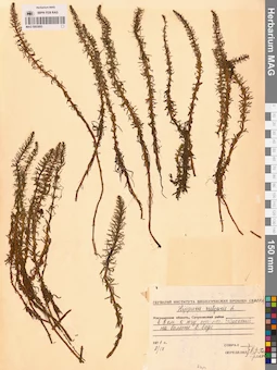 MAG 0003893