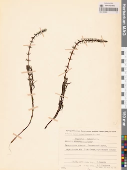 MAG 0003895