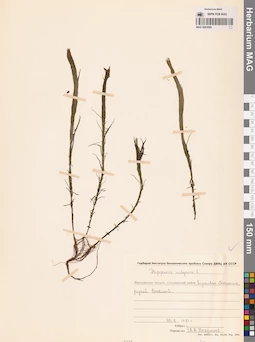 MAG 0003896