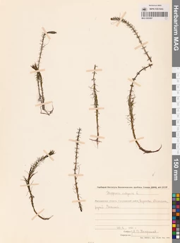 MAG 0003897