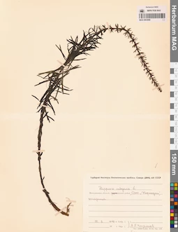 MAG 0003898