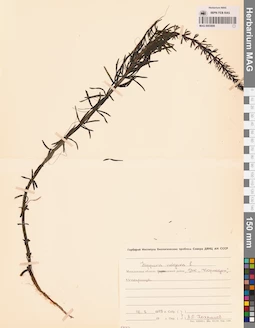 MAG 0003899