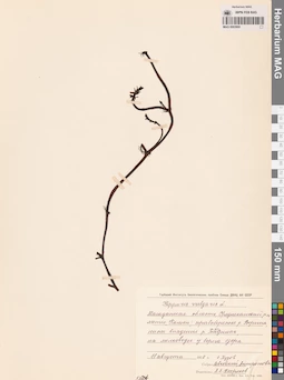 MAG 0003900