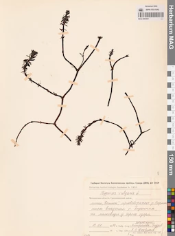 MAG 0003901