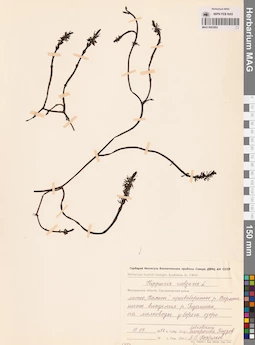 MAG 0003902