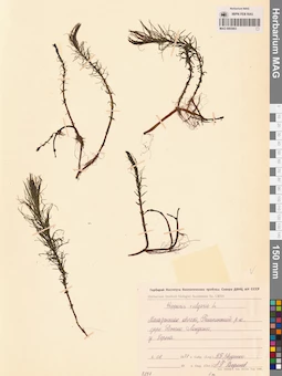 MAG 0003903