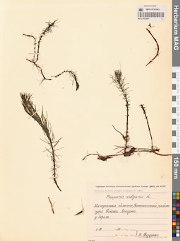 MAG 0003904