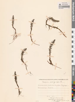 MAG 0003909