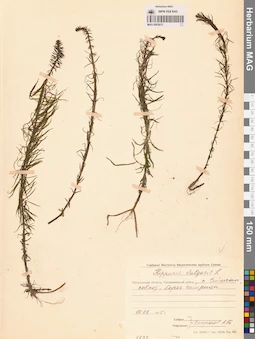 MAG 0003912