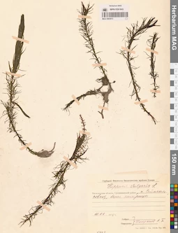 MAG 0003913