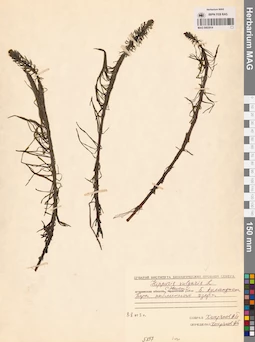 MAG 0003914