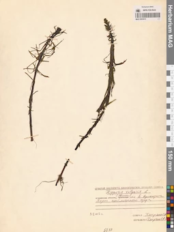 MAG 0003915