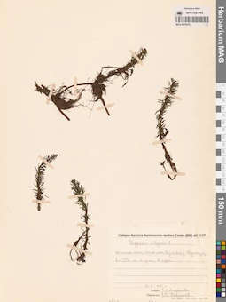 MAG 0003918