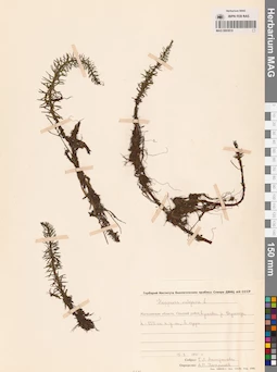 MAG 0003919