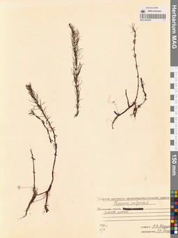 MAG 0003920