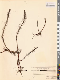 MAG 0003921