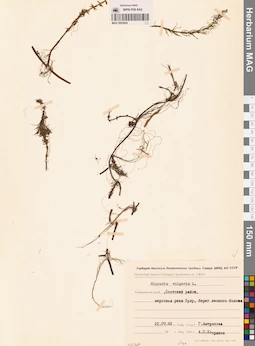 MAG 0003924