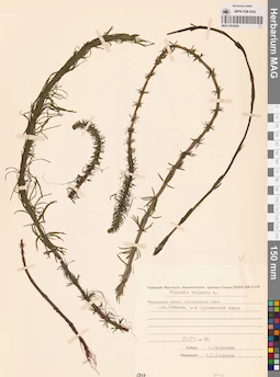 MAG 0003926