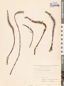 MAG 0003927
