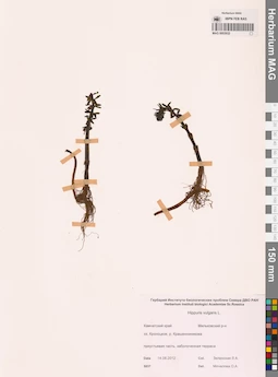 MAG 0003932
