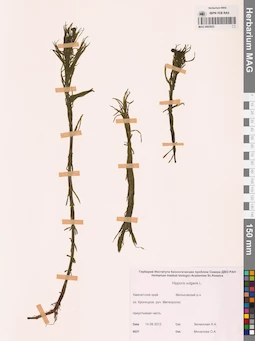 MAG 0003933