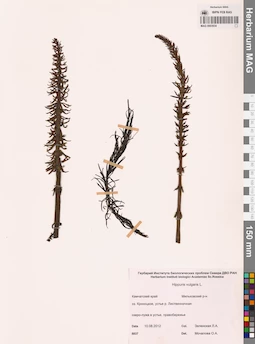 MAG 0003934