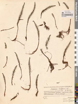 MAG 0003943