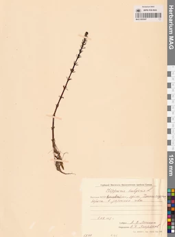 MAG 0003947